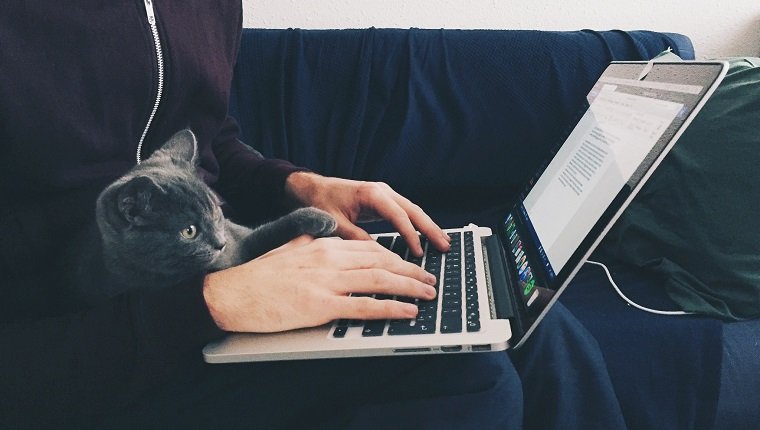 Midsection Of Woman With Cat Working On Laptop At Home