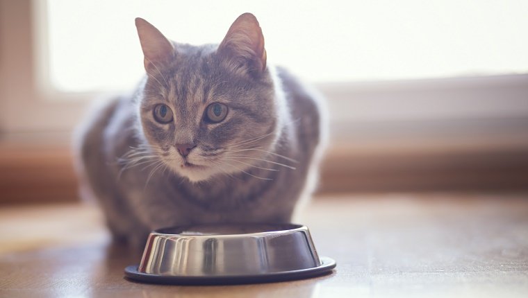 Beautiful tabby cat sitting next to a food bowl, placed on the floor next to the living room window, and eating. Selective focus