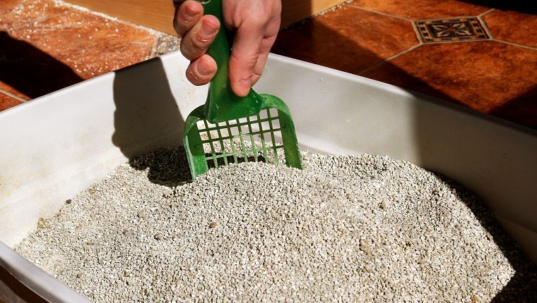 Cleaning cat litter box. Hand is cleaning of cat litter box with green spatula. Toilet cat cleaning sand cat.