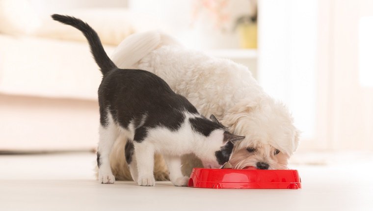 Little dog maltese and black and white cat eating food from a bowl in home