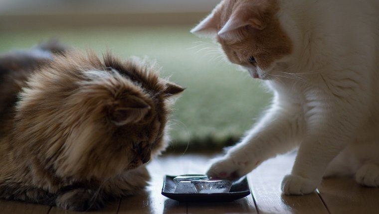 Brown persian cat and white and beige cat examining blocks of ice on plate on floor