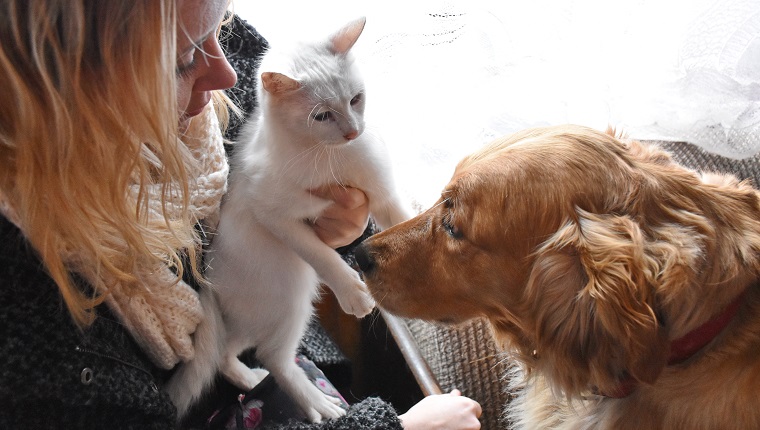 High Angle View Of Woman Sitting With Cat And Dog At Home