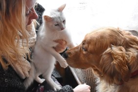 High Angle View Of Woman Sitting With Cat And Dog At Home