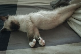 Birman kitten sleeping on bed