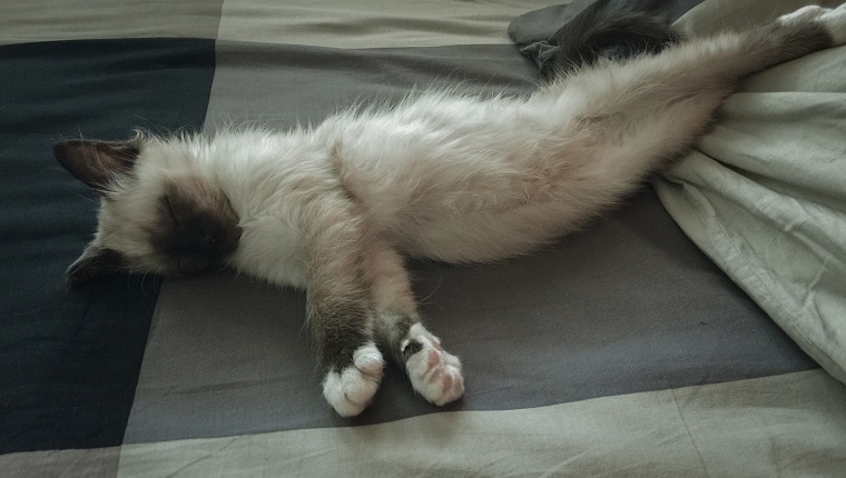 Birman kitten sleeping on bed