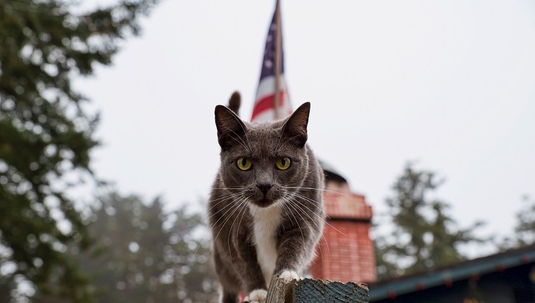 Portrait Of Cat On Railing Against American Flag