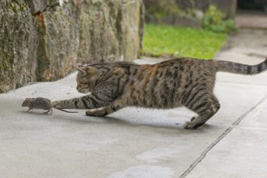 cat chasing mouse