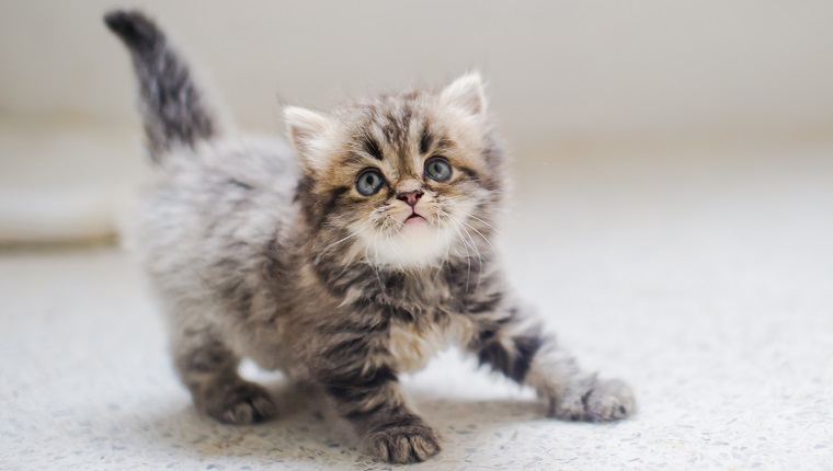 Close-Up Portrait Of Kitten