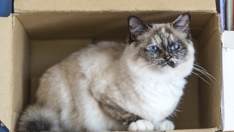 A seal tortie point Birman female cat perched inside a box. Color image portrait of purebred cat. Thirteen months old