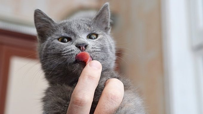 cat with tongue out