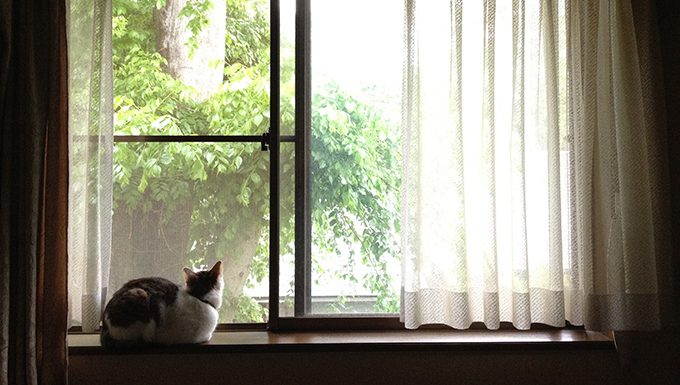 cat on window ledge looking out