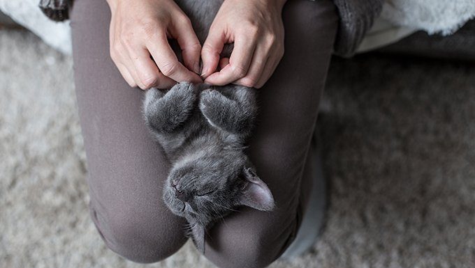 human petting cats chest