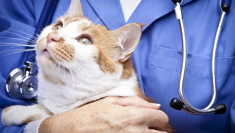 Vet holding cat.