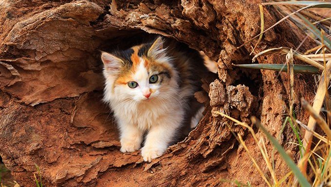 calico cat in log