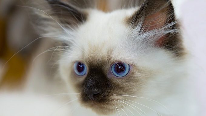 white cat with blue eyes