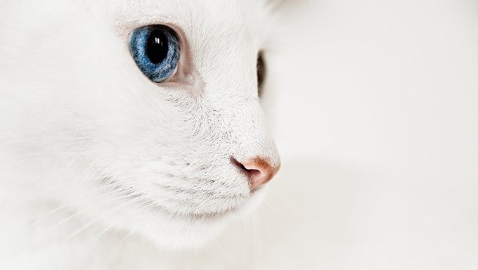 white cat with blue eyes