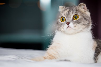 cute and curious Scottish fold cat cat sitting on bed at home