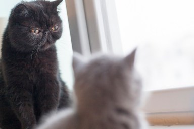 Black cat and gray kitten looking out of window together