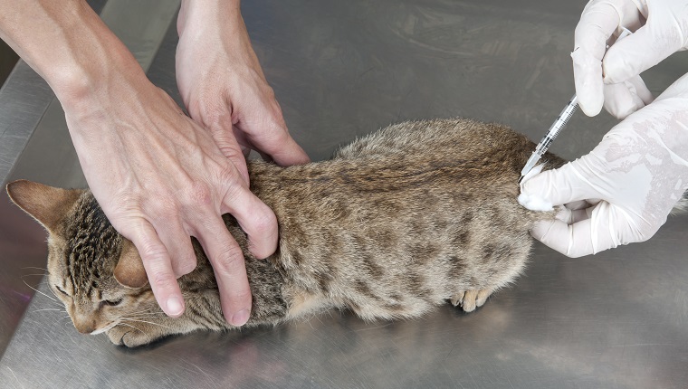 Tabby Cat Vaccination Shot