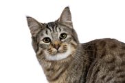 A Pixie-Bob cat with a curious expression against a white background.