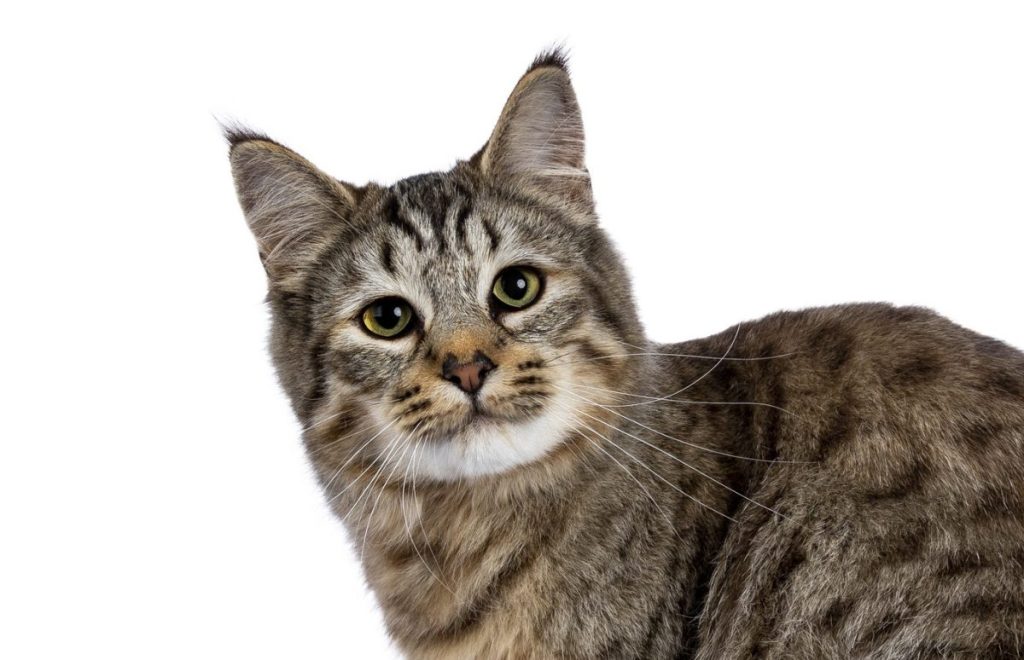 A Pixie-Bob cat with a curious expression against a white background.