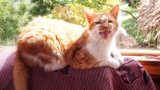 cat meowing in front of window