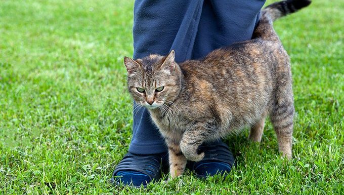 cat brushing against leg