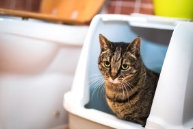 Striped cat sitting in her toilet.