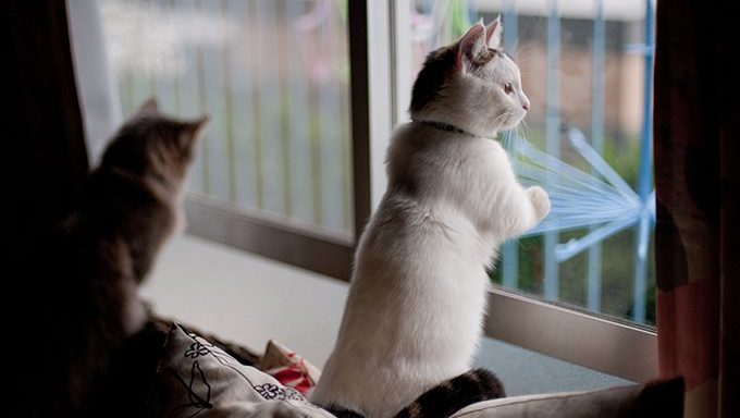 munchkin cat looking out window