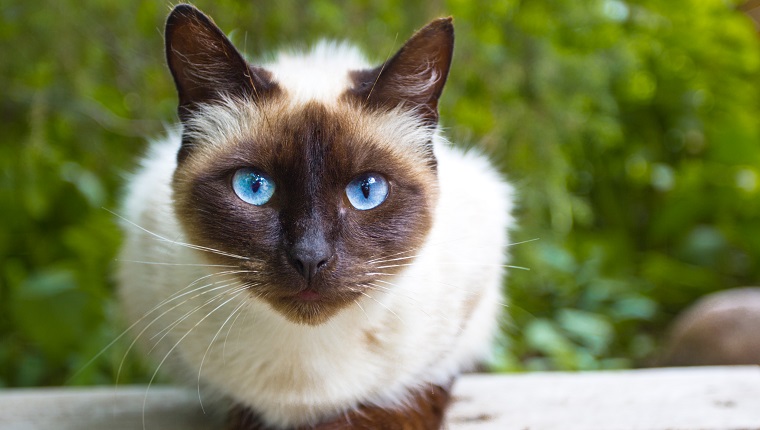 Siamese cat warily watching, sitting on a wooden bench