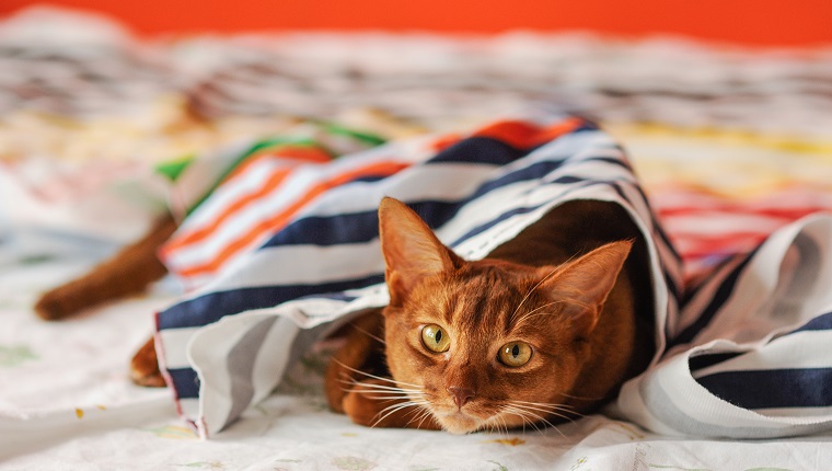 Purebred abyssinian cat lying on couch, indoor