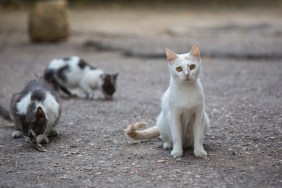 White stray cat on the streets of the city