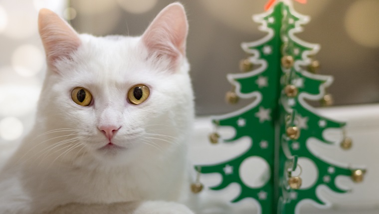 A white cat in anticipation of the holiday lies on a windowsill next to a wooden green Christmas tree