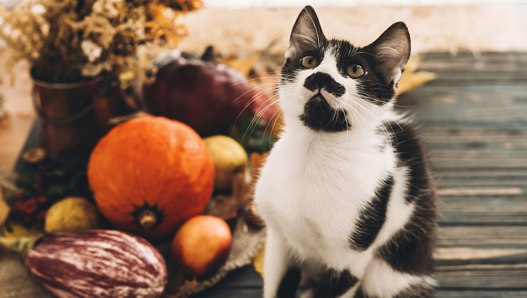 Happy Thanksgiving concept. Cute funny cat sitting at beautiful Pumpkin in light, vegetables on bright autumn leaves, acorns, nuts on wooden rustic table. Hello Autumn.