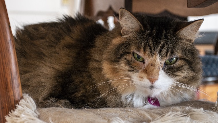 A beautiful old red, white, and black cat with the green eyes. Her name is Bella. Bella was sleeping on a chair under a table until I woke her up with my buzzing camera.