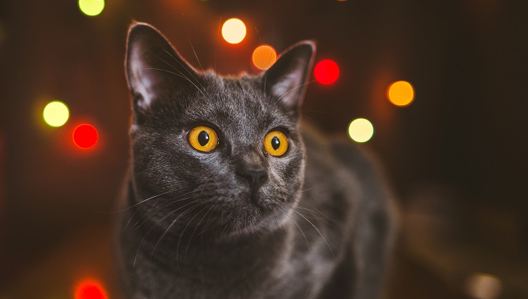 One year old Chartreux cat in front of Christmas lights