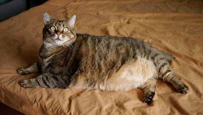 fat cat