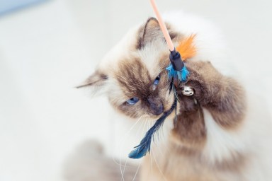 cat with toys