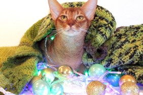 the cat sits under a rug. the cat is looking at the camera. a red cat under a cozy and warm blanket. new year close. Abyssinian red cat under a warm cozy blanket. the cat is sniffing New Year's balls. Christmas card with a cat. cat for Christmas advertising. red cat for a card for the new year. new year and red cat