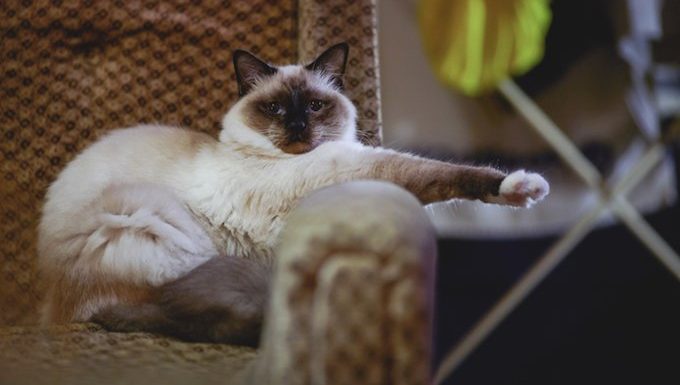 Birman kitten standing on sofa, maybe suffering from separation anxiety