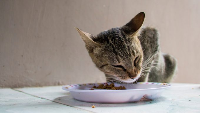 cat eating food