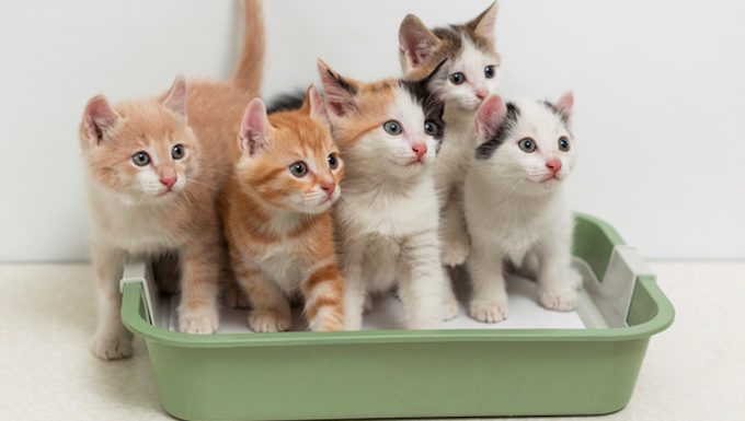 kittens in a litter box