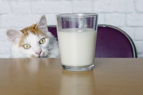 Cute longhair cat look curious to a cup of milk.