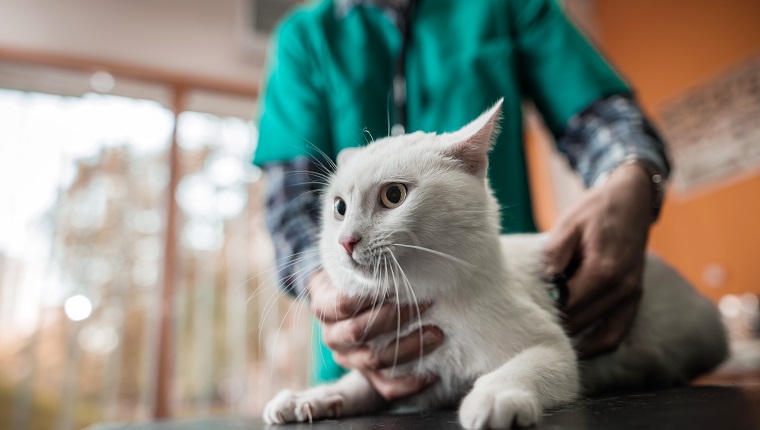 Cat being examined with a stethoscope by unrecognizable veterinarian.