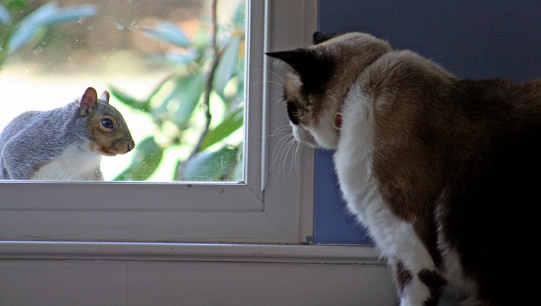 cat looking at squirrel on squirrel appreciation day