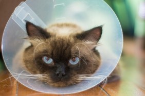 Himalayan cat with anti - scratch protective collar. resting on wooden floor. The Himalayan, or Himmie for short, also known as the Himmy and the Colorpoint Persian ,are known for their full beautiful coats and round, flat faces and blue eyes. They are medium to large cats with short bodies. The Himalayan comes in a wide range of colors, in this photo there is a Seal Point Cat.