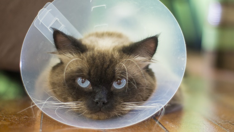 Himalayan cat with anti - scratch protective collar. resting on wooden floor. The Himalayan, or Himmie for short, also known as the Himmy and the Colorpoint Persian ,are known for their full beautiful coats and round, flat faces and blue eyes. They are medium to large cats with short bodies. The Himalayan comes in a wide range of colors, in this photo there is a Seal Point Cat.