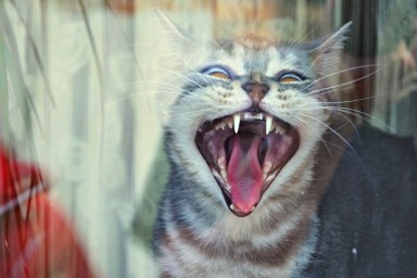 Close-Up Of Cat Yawning