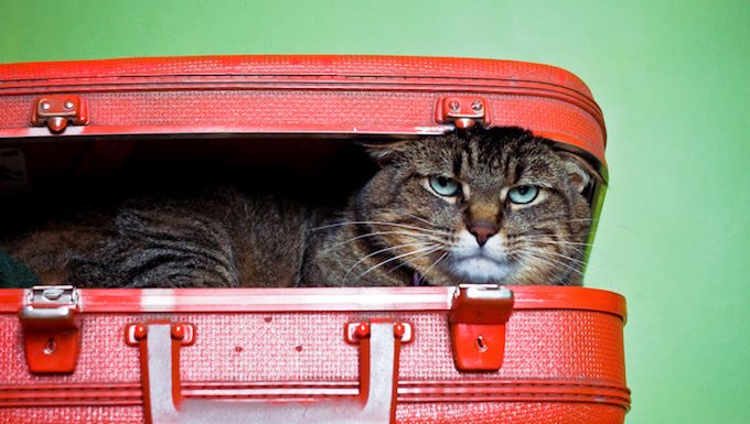 cat in a suitcase