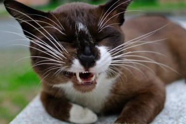 Domestic Cat Lying Down Outdoors And Meowing